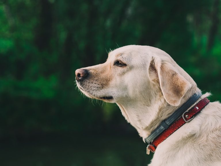 Collier pour chien : du classique aux nouvelles tendances