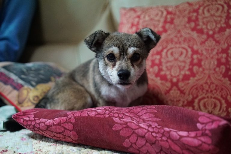 Donnez du confort à votre animal avec un coussin pour chien