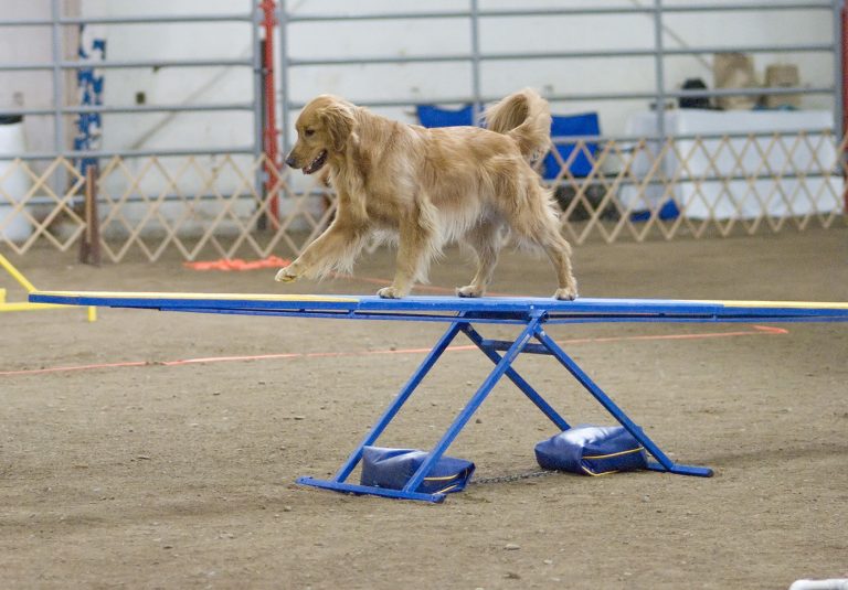 Choisir son éducateur canin : mode d’emploi