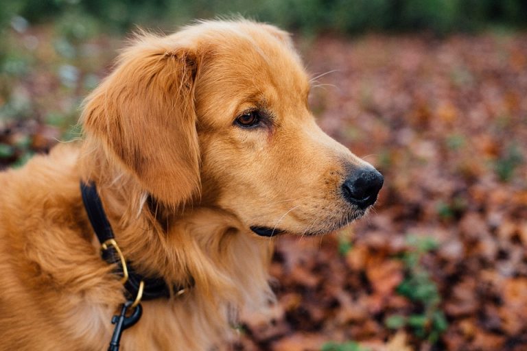 Comment choisir la laisse pour chien idéale?