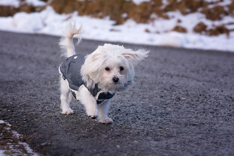 Acheter manteau pour chien pour proteger son animal