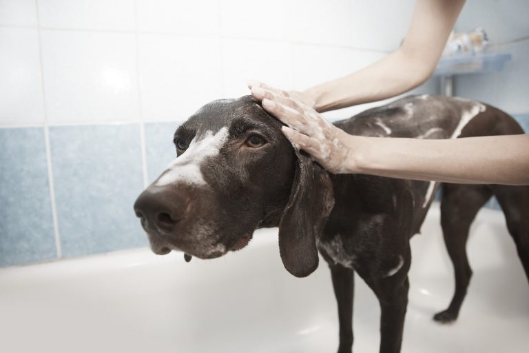 Toilettage pour chien: les bonnes pratiques