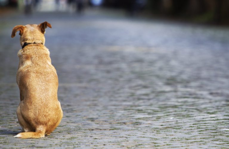 Contre les abandons de chiens, les associations demandent l’aménagement des zones touristiques
