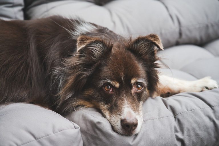 Pourquoi souscrire une assurance pour chien ? Pourquoi souscrire une assurance pour chien ?
