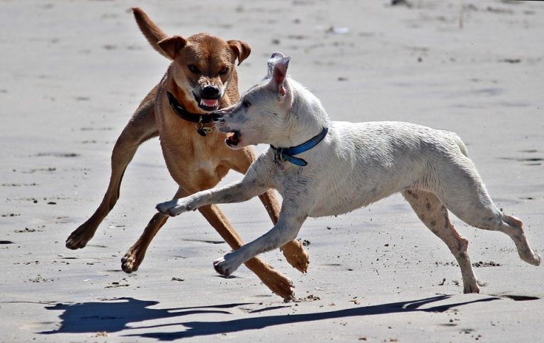 Comment réagir face à un chien dangereux?