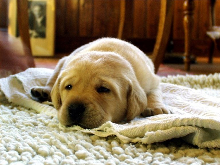 Acheter un tapis pour chien pour avoir un environnement propre
