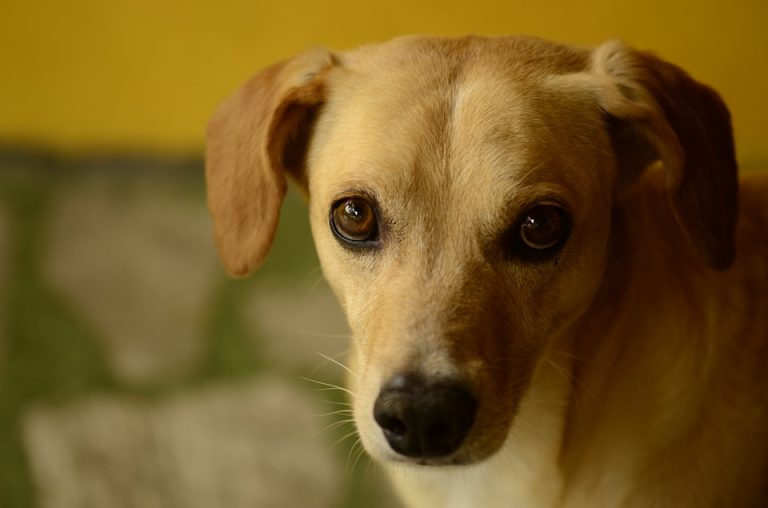 Trouver une assurance pour garantir les frais occasionnés par votre chien