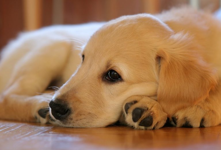 Comment tuer les puces d’un chien?