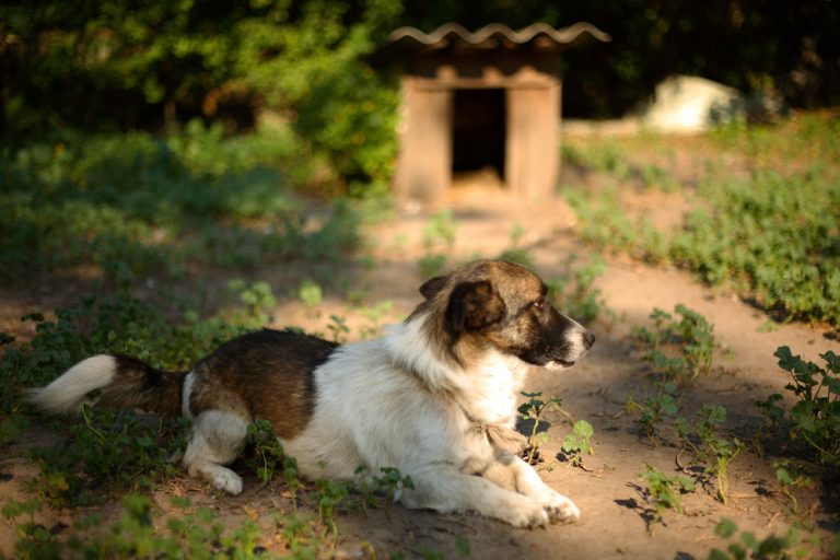 Comment créer un espace adapté à votre chien dans son jardin ?