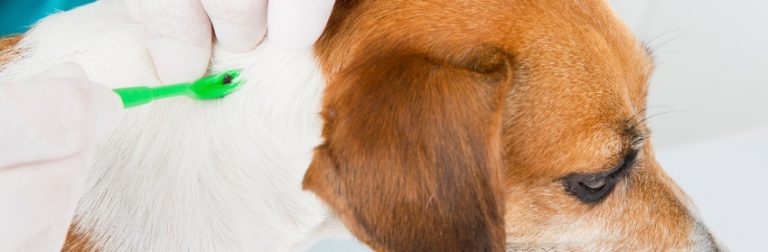 Antiparasitaires : quel produit est le plus adapté à votre chien ?
