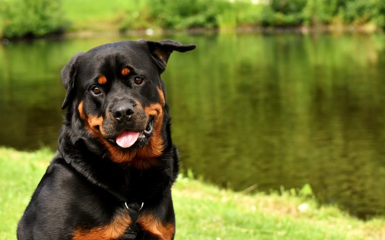 Chien Rottweiler: caractère, santé, alimentation, entretien et prix