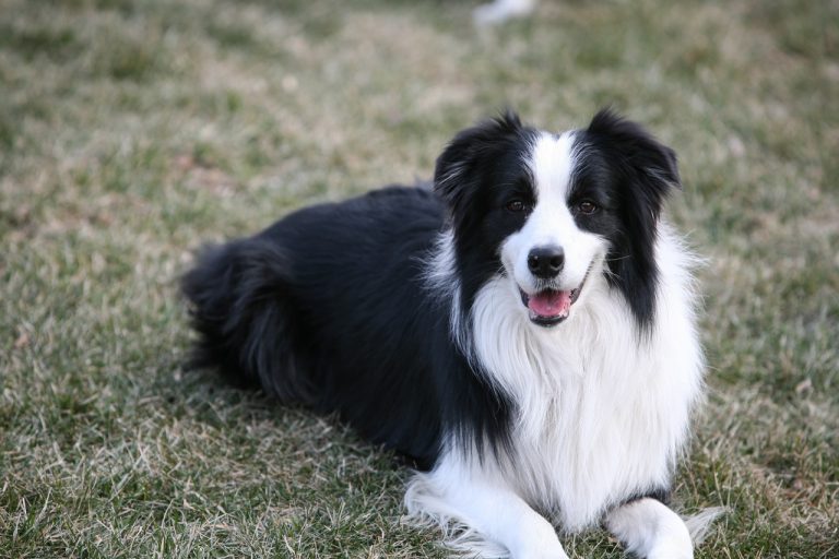 Comment bien s’occuper de son Border Collie ?