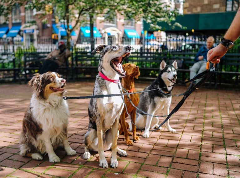 Vacances estivales : faire appel à un pet sitter